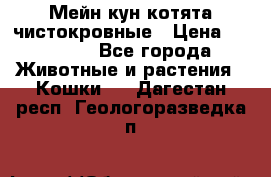 Мейн-кун котята чистокровные › Цена ­ 25 000 - Все города Животные и растения » Кошки   . Дагестан респ.,Геологоразведка п.